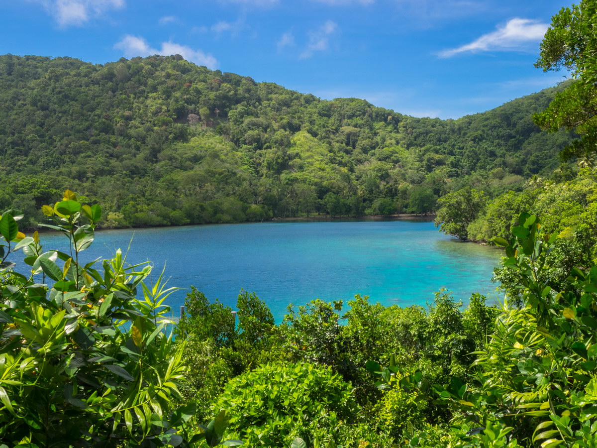 Tropischer Regenwald, Milne Bay Tropischer Regenwald, Milne Bay