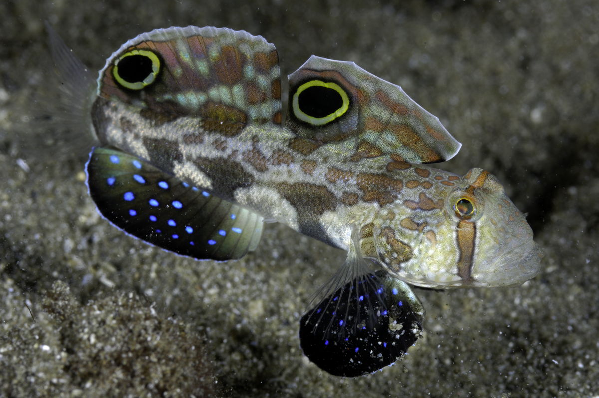 Goby © Marcelo Krause Goby