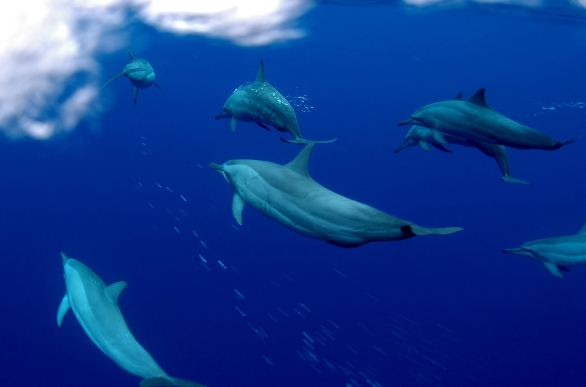 © Nat Sumanatemaya © Nat Sumanatemaya