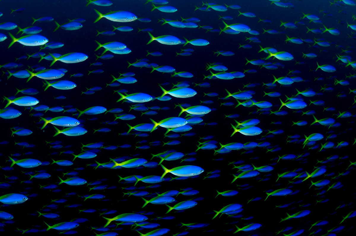 Tauchen © Nat Sumanatemaya Tauchen
