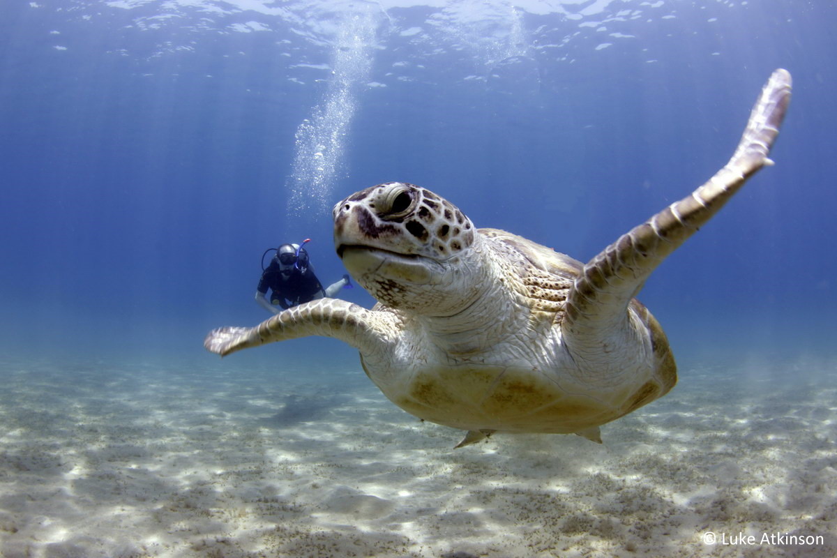 Turtle, © Luke Atkinson Turtle, © Luke Atkinson