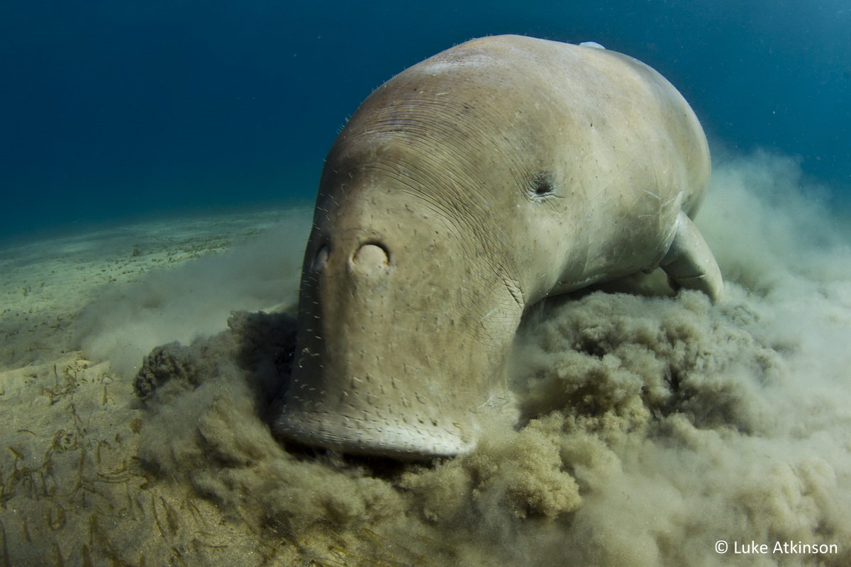 Dugong Dyson, © Luke Atkinson Dugong Dyson, © Luke Atkinson