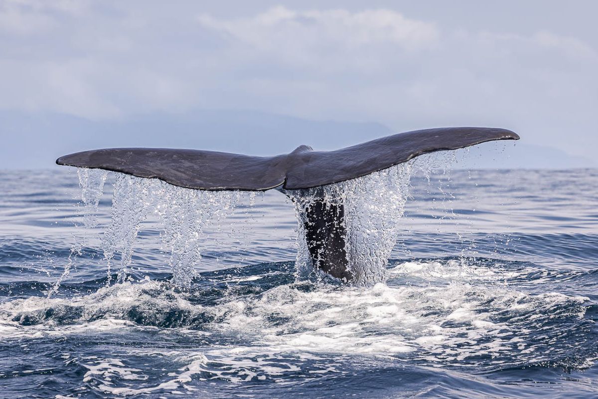 Walfluke Walfluke