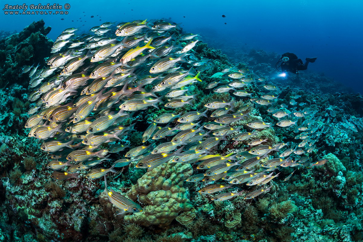 Tauchen in Palau Tauchen in Palau