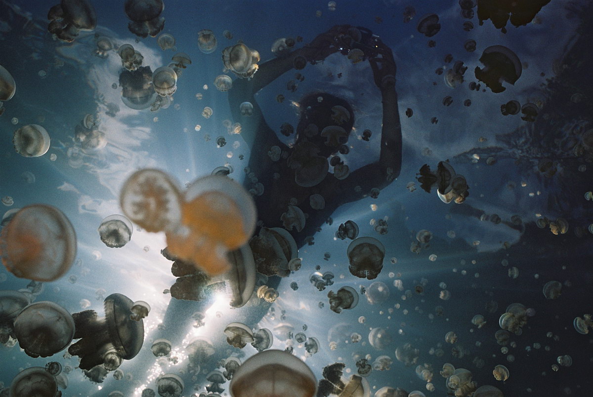 Jellyfish Lake Jellyfish Lake