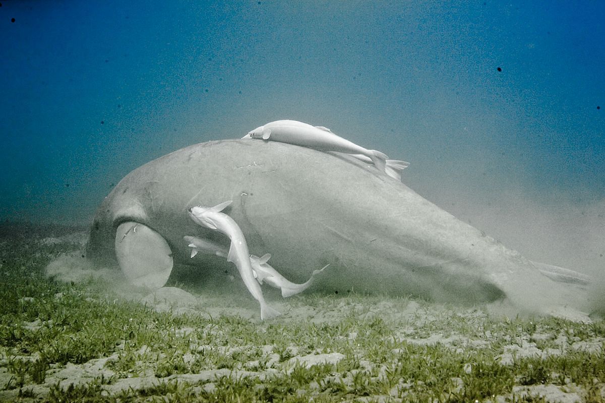 Tauchen im Roten Meer Tauchen im Roten Meer