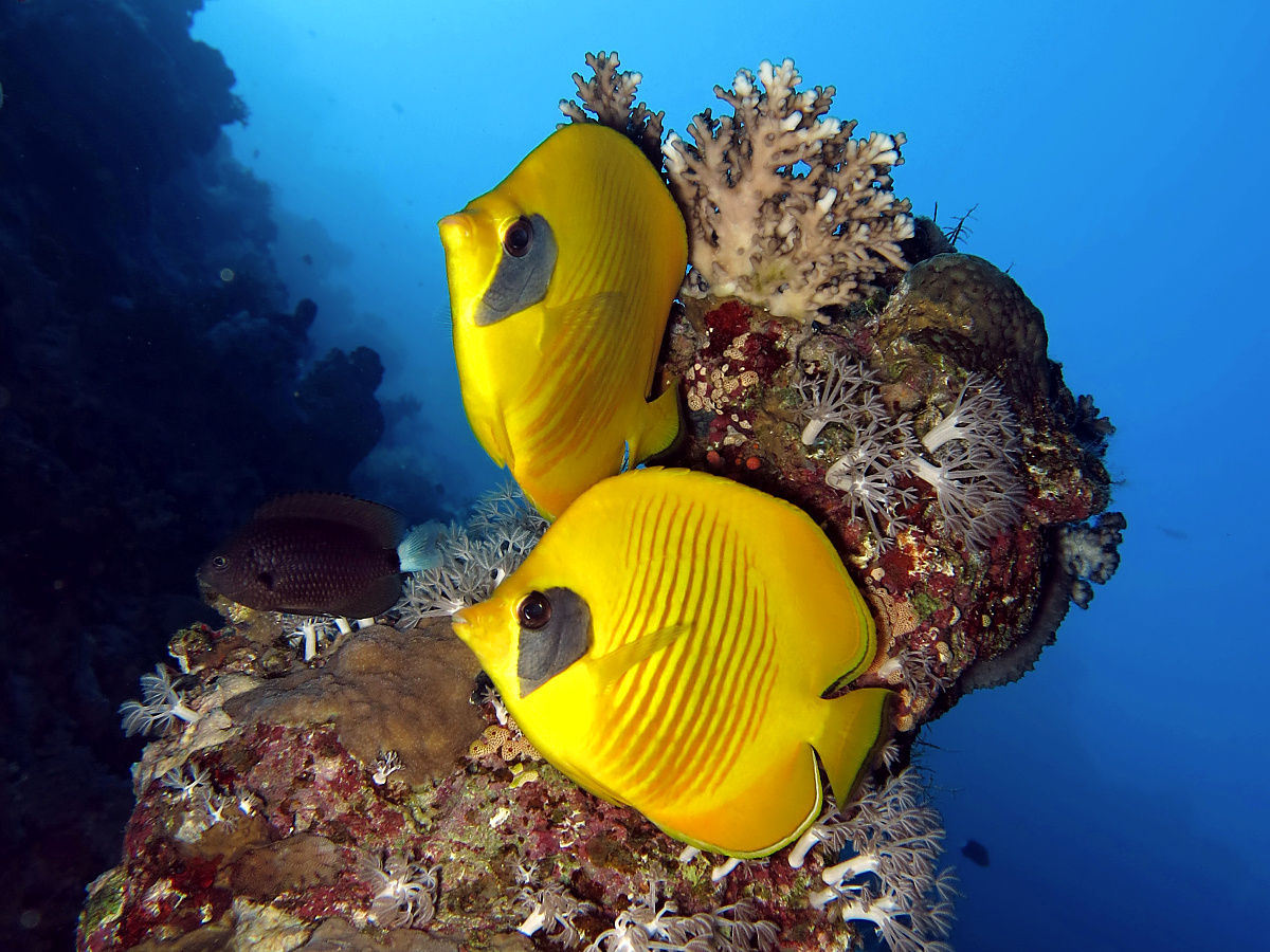 Tauchen in Hurghada Tauchen in Hurghada