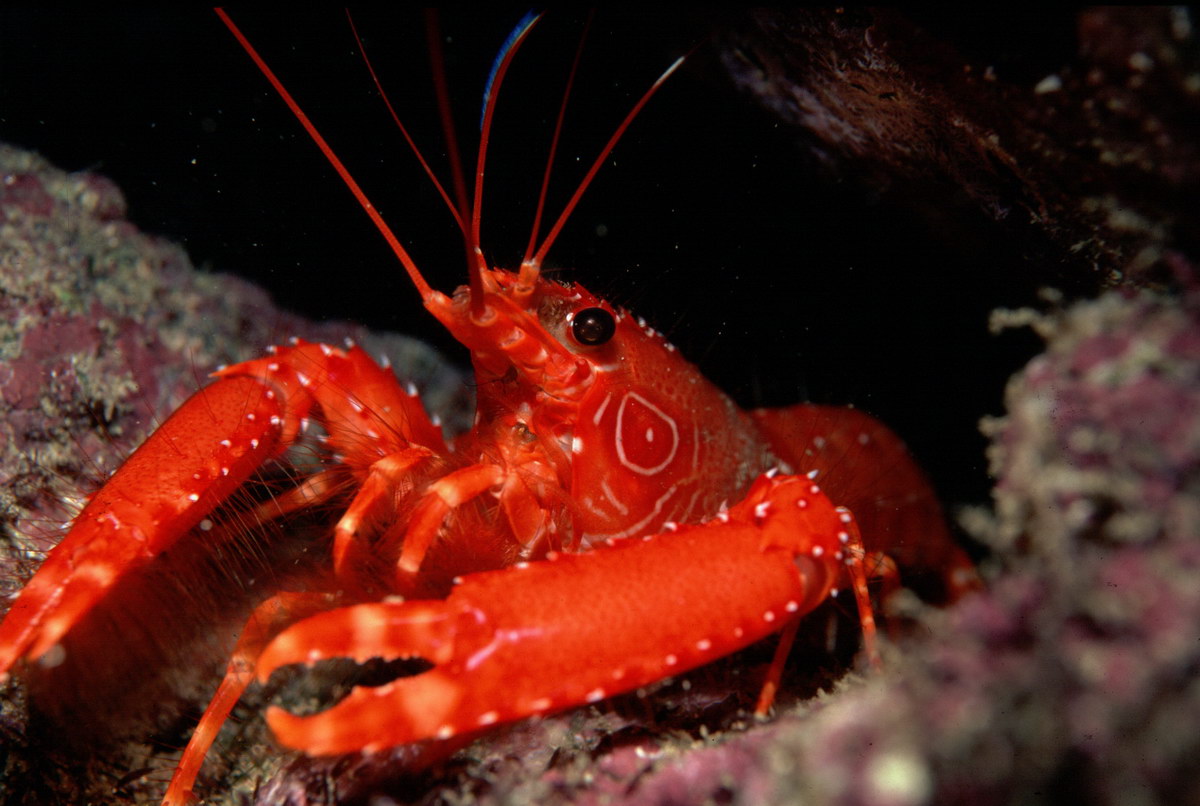 Roter Riffhummer Roter Riffhummer