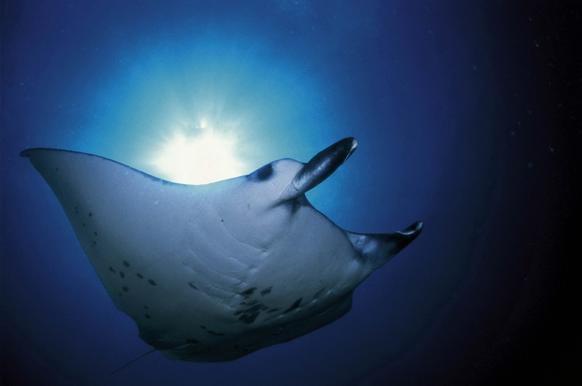 Manta Manta