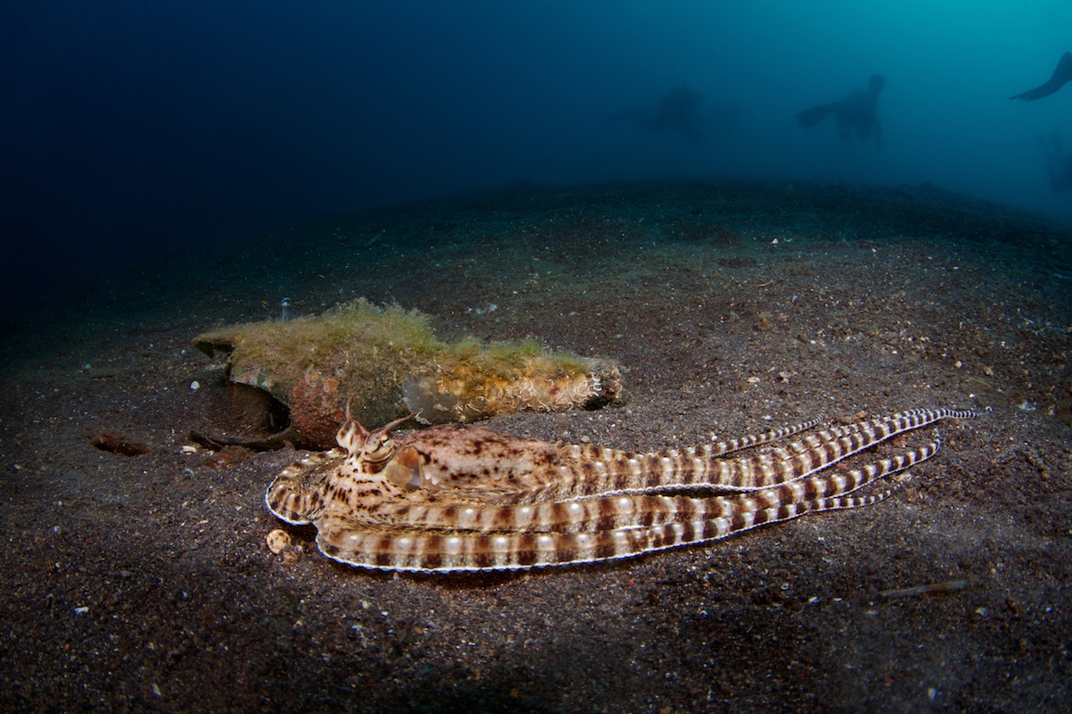 Tauchen in Nordsulawesi Tauchen in Nordsulawesi