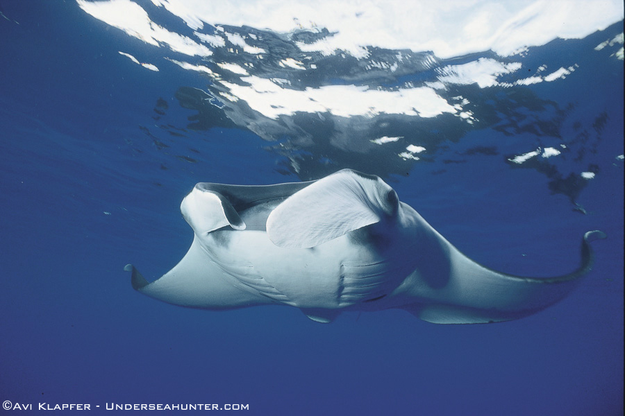 Manta Manta