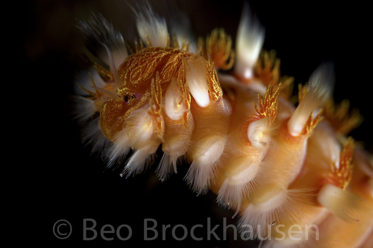 Borstenwurm Borstenwurm