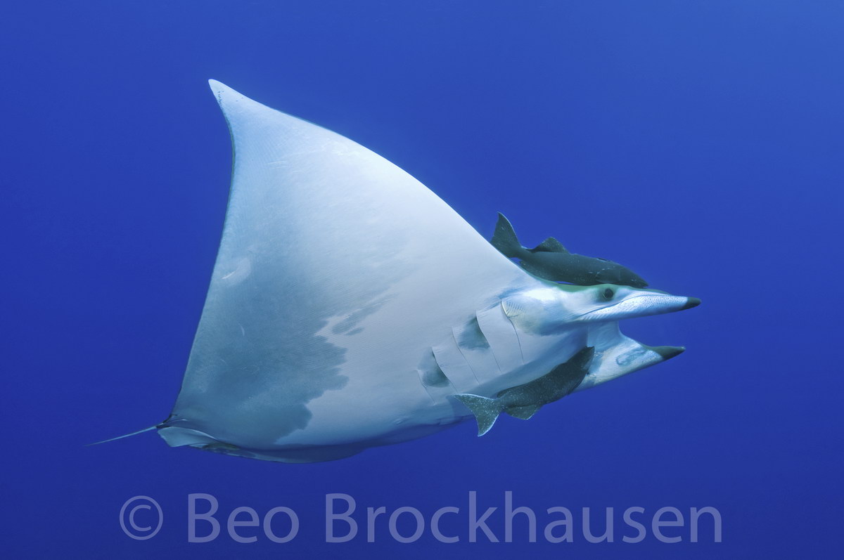 Mobula Mobula