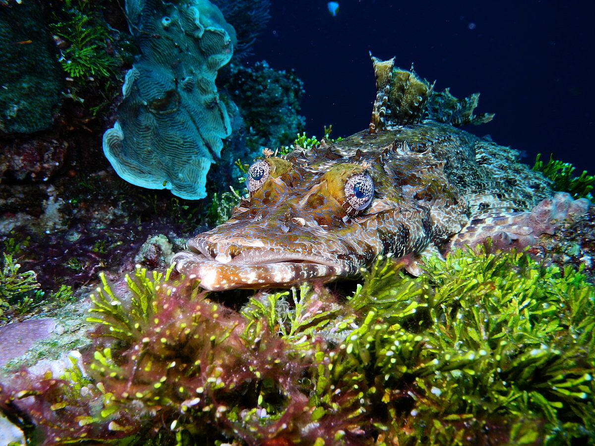 Krokodilfisch Krokodilfisch