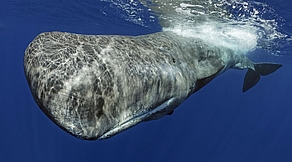 Die Pottwale von Dominica Die Pottwale von Dominica