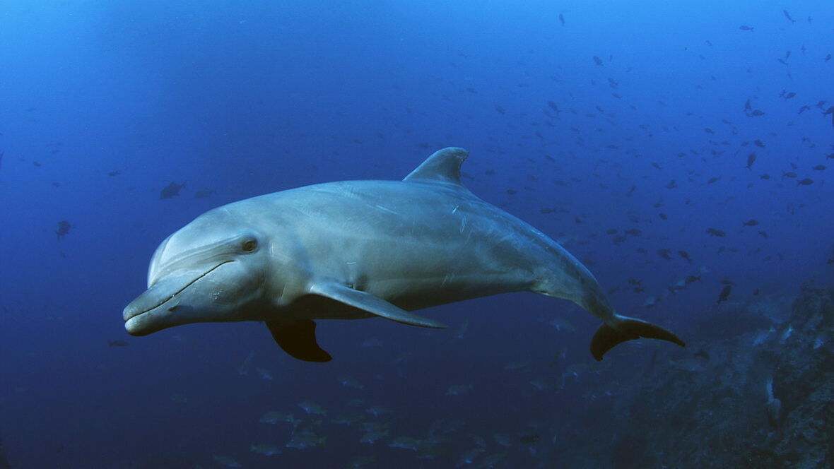 © Underseahunter Fleet © Underseahunter Fleet