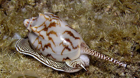 © Magic Island Dive Resort © Magic Island Dive Resort