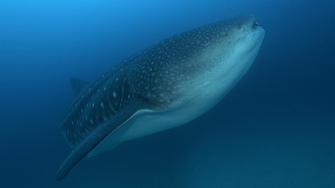 © Robert Wilpernig © Robert Wilpernig