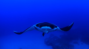 Tauchsafari Socorro & Grauwale San Ignacio Tauchsafari Socorro & Grauwale San Ignacio