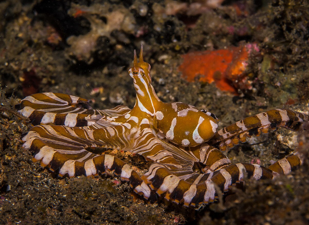 Tauchen in Lembeh © Barney Seier Tauchen in Lembeh