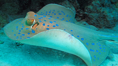 © Gabi Harlander © Gabi Harlander