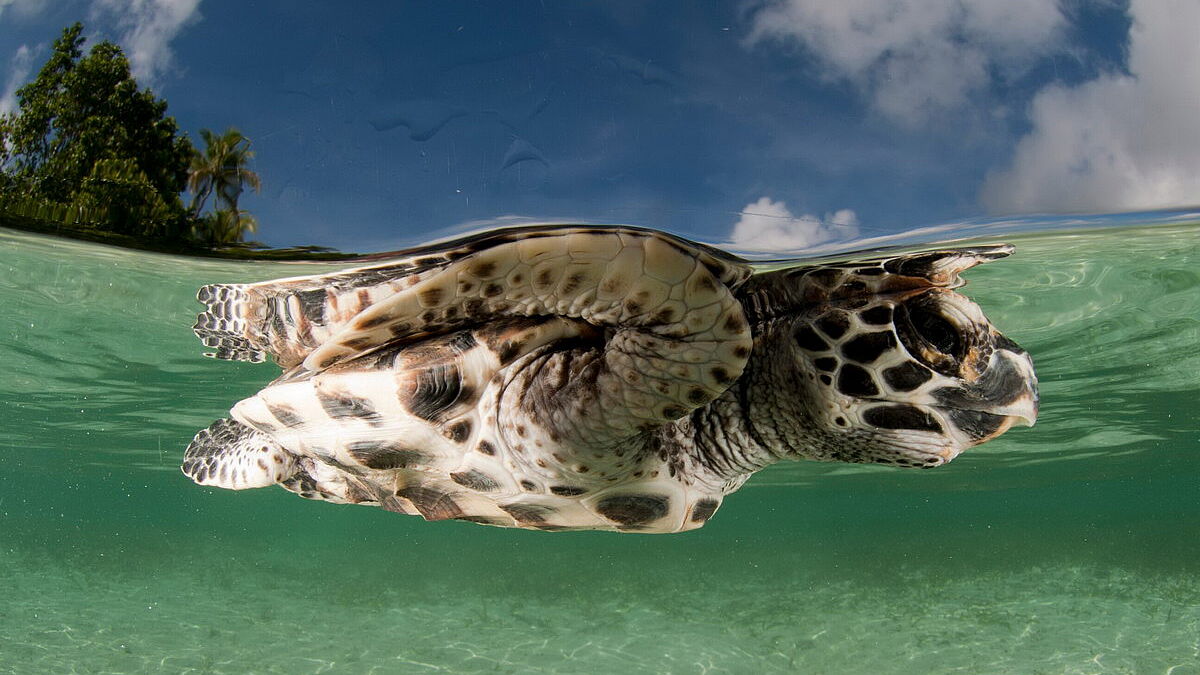 © Lissenung Island © Lissenung Island