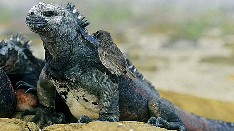 © Robert Wilpernig © Robert Wilpernig