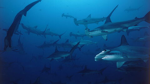 © Underseahunter Fleet © Underseahunter Fleet