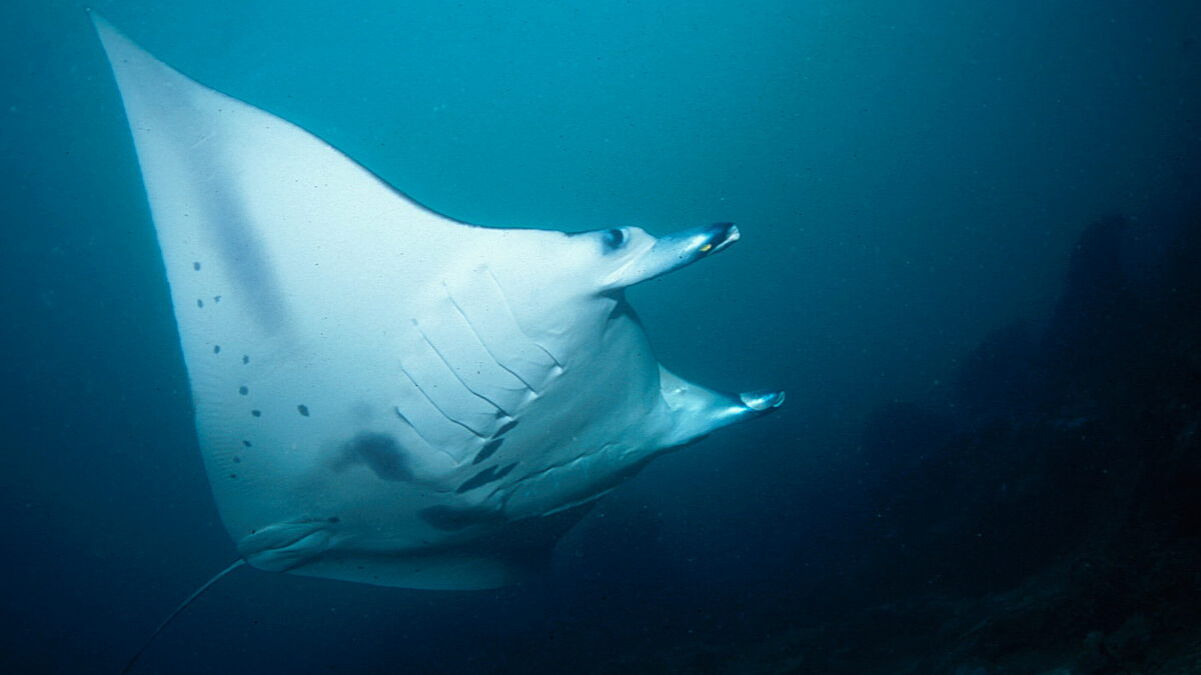 © Gangga Divers © Gangga Divers