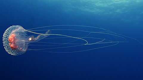 © Underseahunter Fleet © Underseahunter Fleet