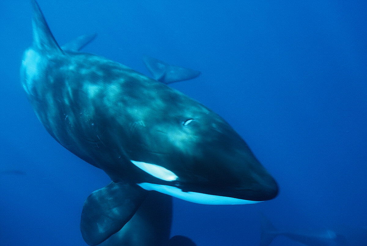 Orca Orca