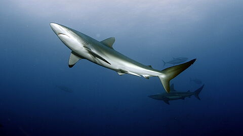 © Underseahunter Fleet © Underseahunter Fleet