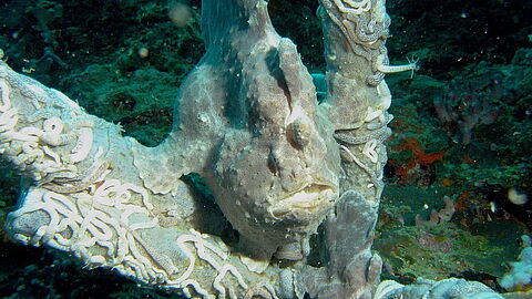 © Magic Island Dive Resort © Magic Island Dive Resort