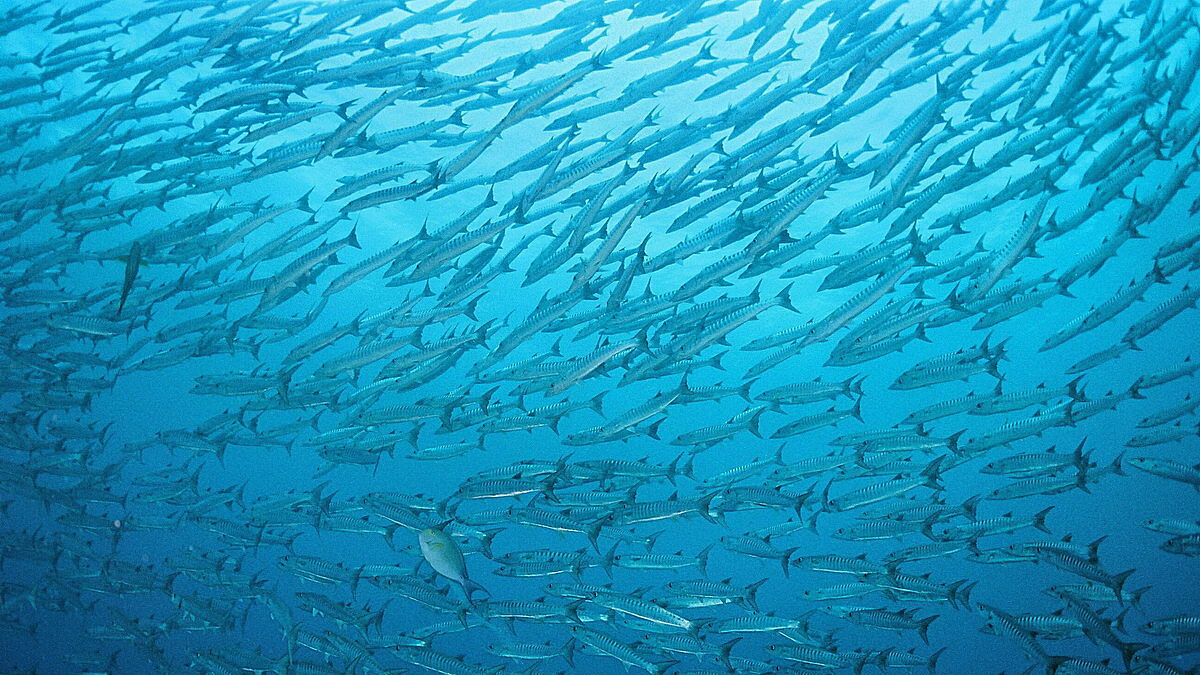 © Lissenung Island © Lissenung Island