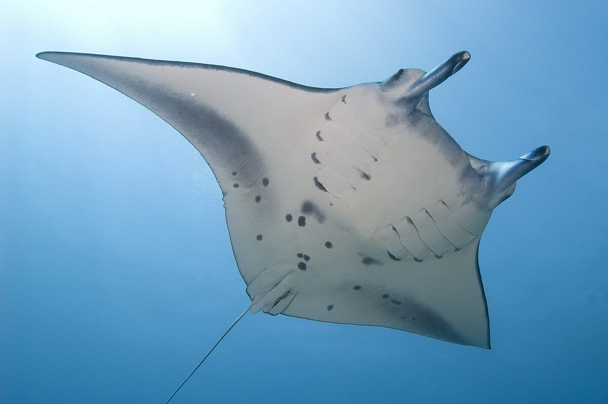 Manta Manta