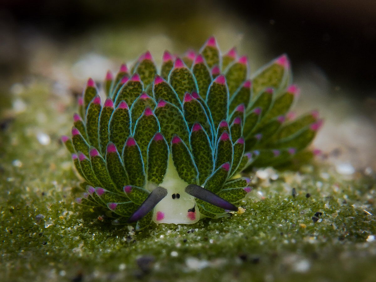 Tauchen in Lembeh © Barney Seier Tauchen in Lembeh