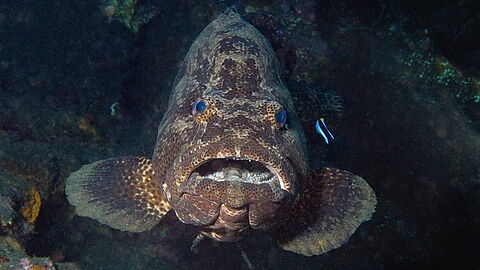 © Gangga Divers © Gangga Divers