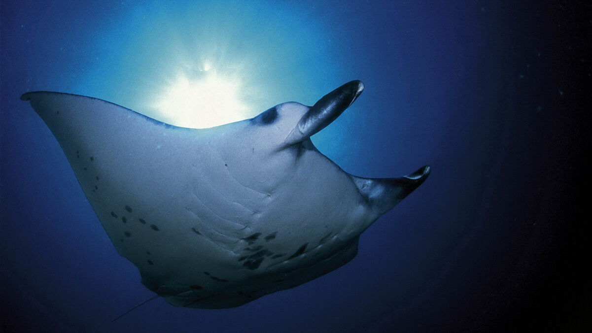 Manta Manta