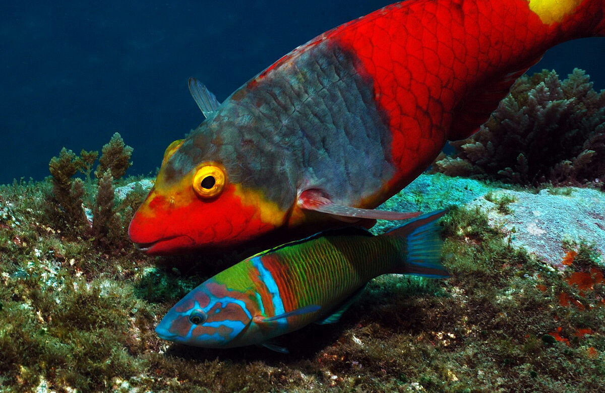 Papageienfisch mit Meerpfau Papageienfisch mit Meerpfau