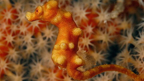 © Magic Island Dive Resort © Magic Island Dive Resort