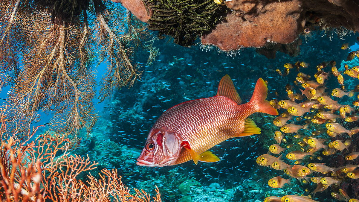 Soldatenfisch, © Thomas Haider Soldatenfisch
