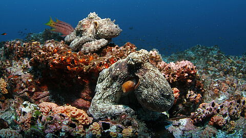 © Underseahunter Fleet © Underseahunter Fleet