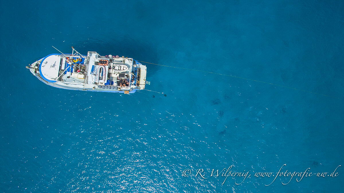 Dolphin Dream, Bahamas Dolphin Dream, Bahamas