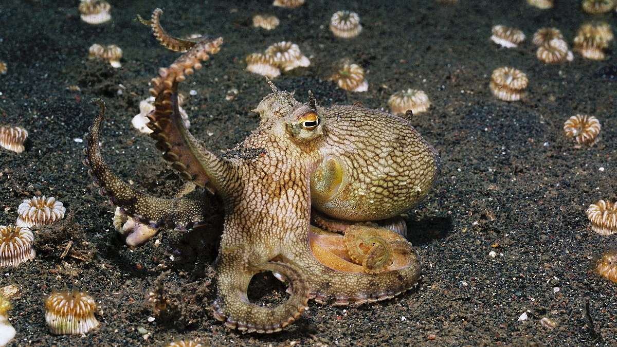 © Gangga Divers © Gangga Divers