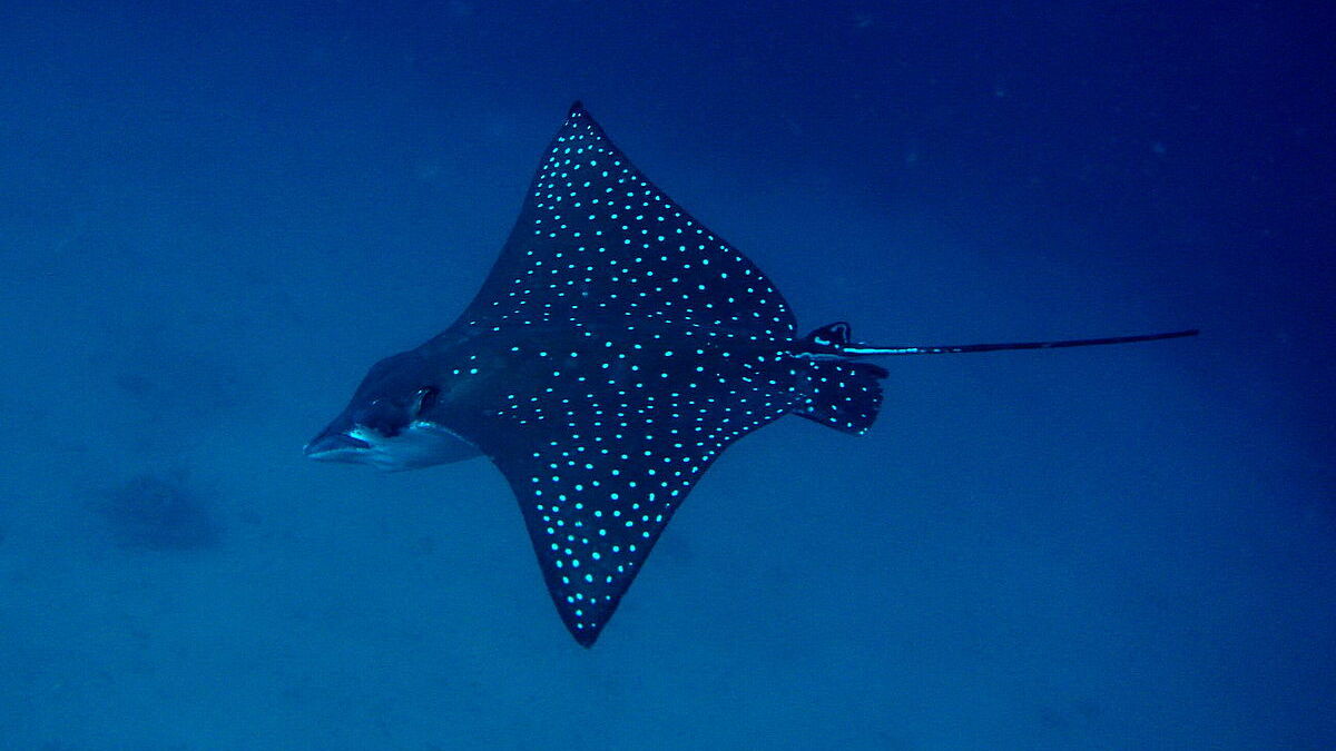 © Lissenung Island © Lissenung Island