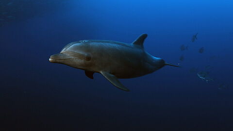 © Underseahunter Fleet © Underseahunter Fleet
