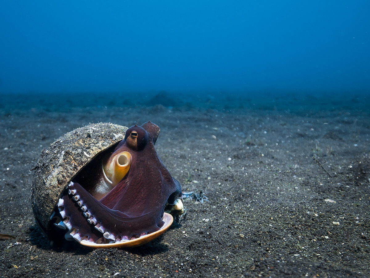 Tauchen in Lembeh © Barney Seier Tauchen in Lembeh