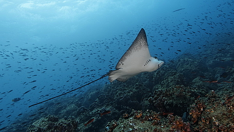 © Robert Wilpernig © Robert Wilpernig