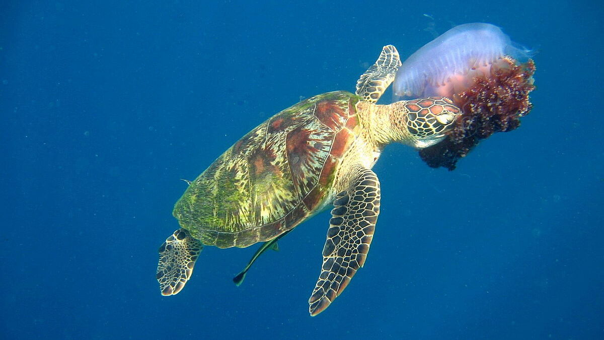 © Magic Island Dive Resort © Magic Island Dive Resort