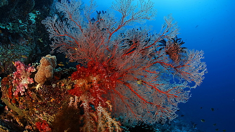 © Robert Wilpernig © Robert Wilpernig